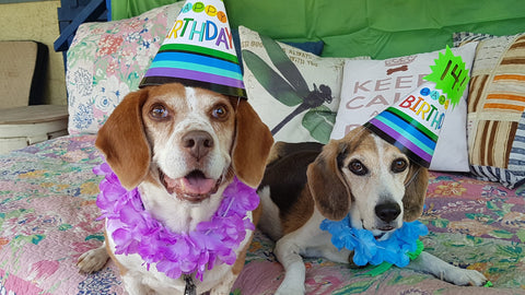 Two older beagle dogs, wearing paper birthday hats and Hawaiian leis.