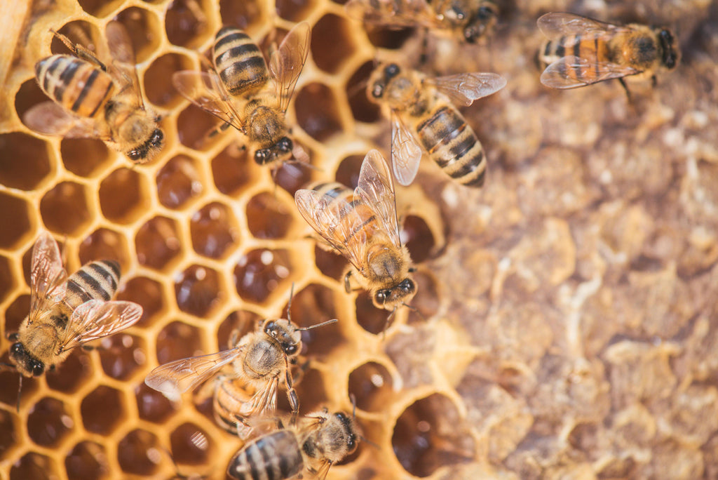 Beekeeping organic raw honey comb bee seasonal save the bees