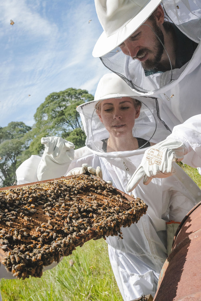 beekeeping 101 sustainable agriculture best raw honey benefits