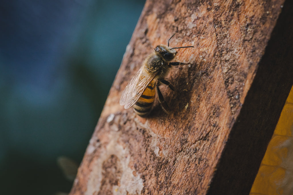 beekeeping types of honey bee apis mellifera