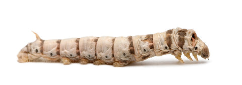 silkworm, Bombyx mori