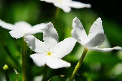 Jasmine Flower