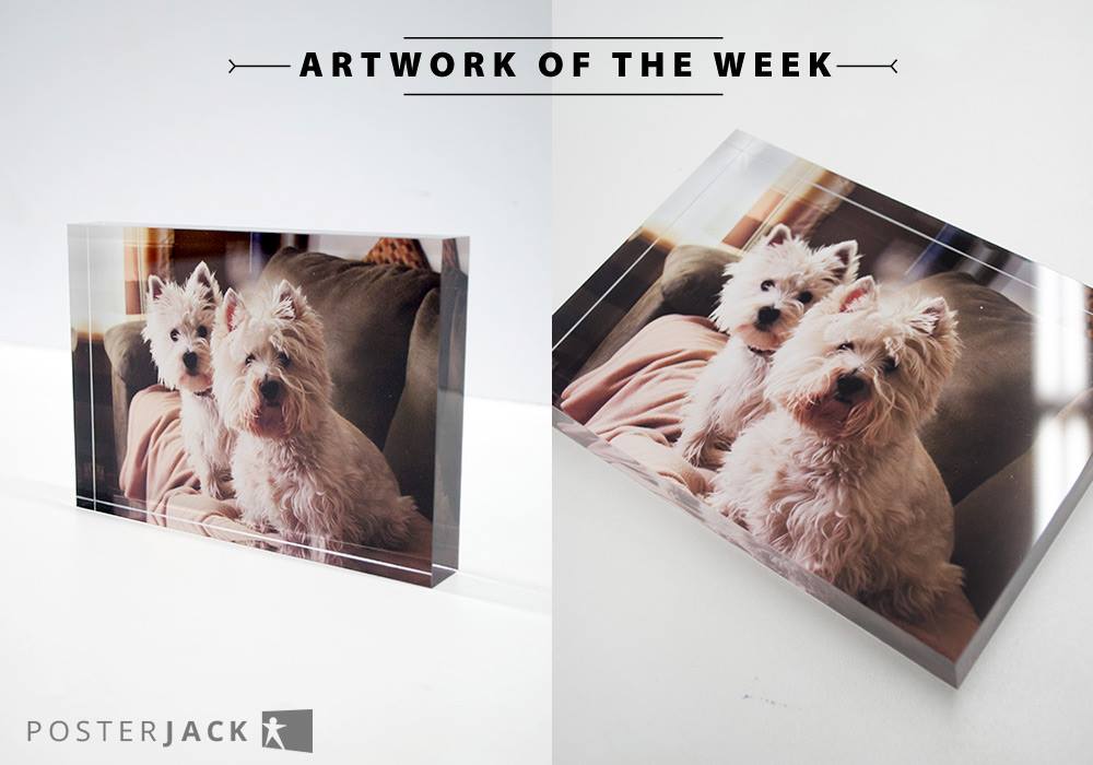 Pet Photo Printed on an Acrylic Block by Posterjack