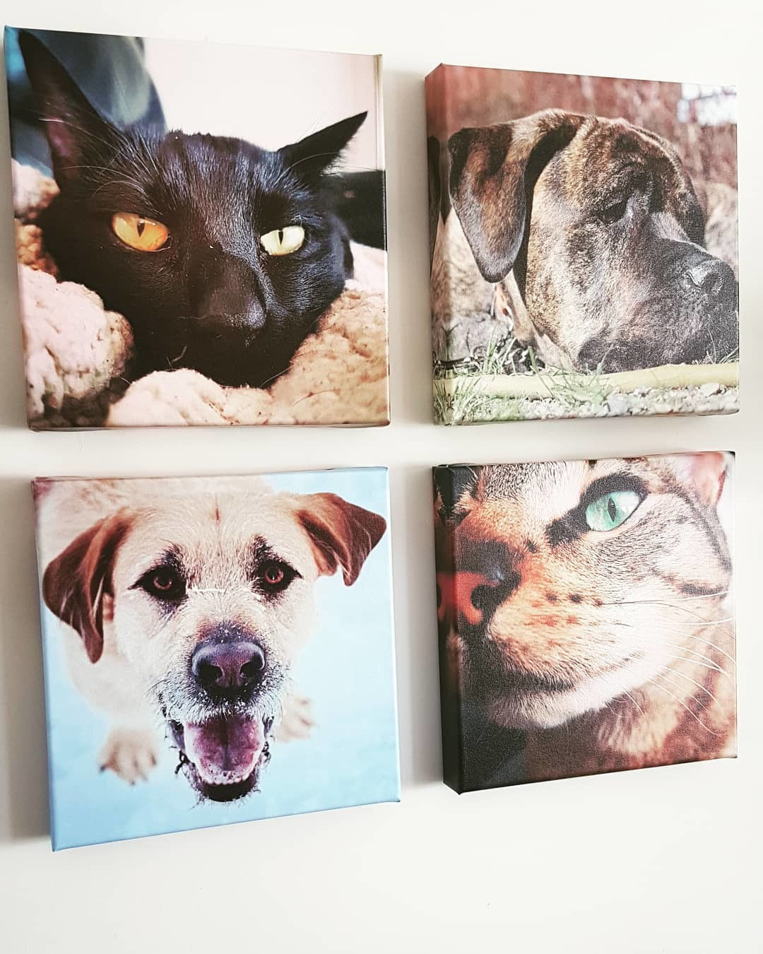 Gallery Wall of Pet Prints on Canvas