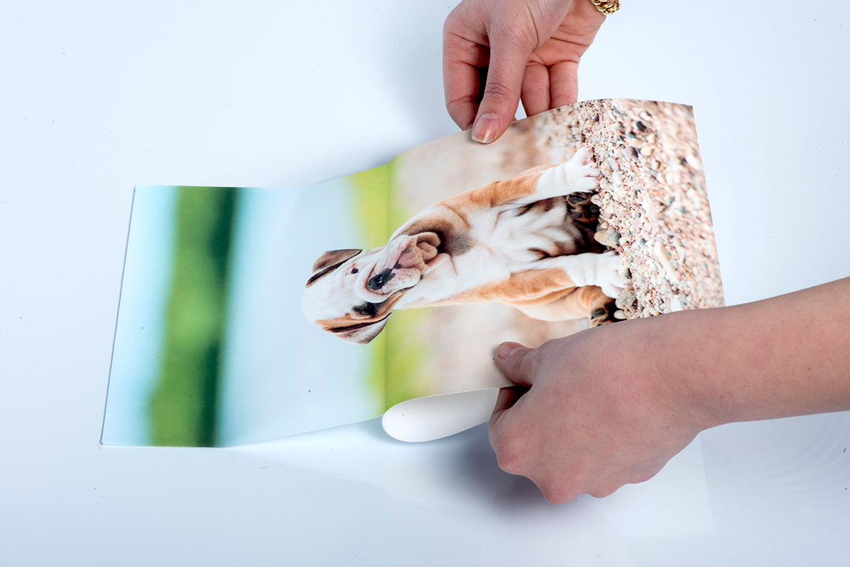 Photo of a Dog Printed on a Custom Peel & Stick Wall Decal by Posterjack