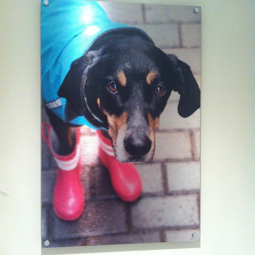 Metal Print of Photo of Dog Wearing Pink Rain Boots and Blue Jacket