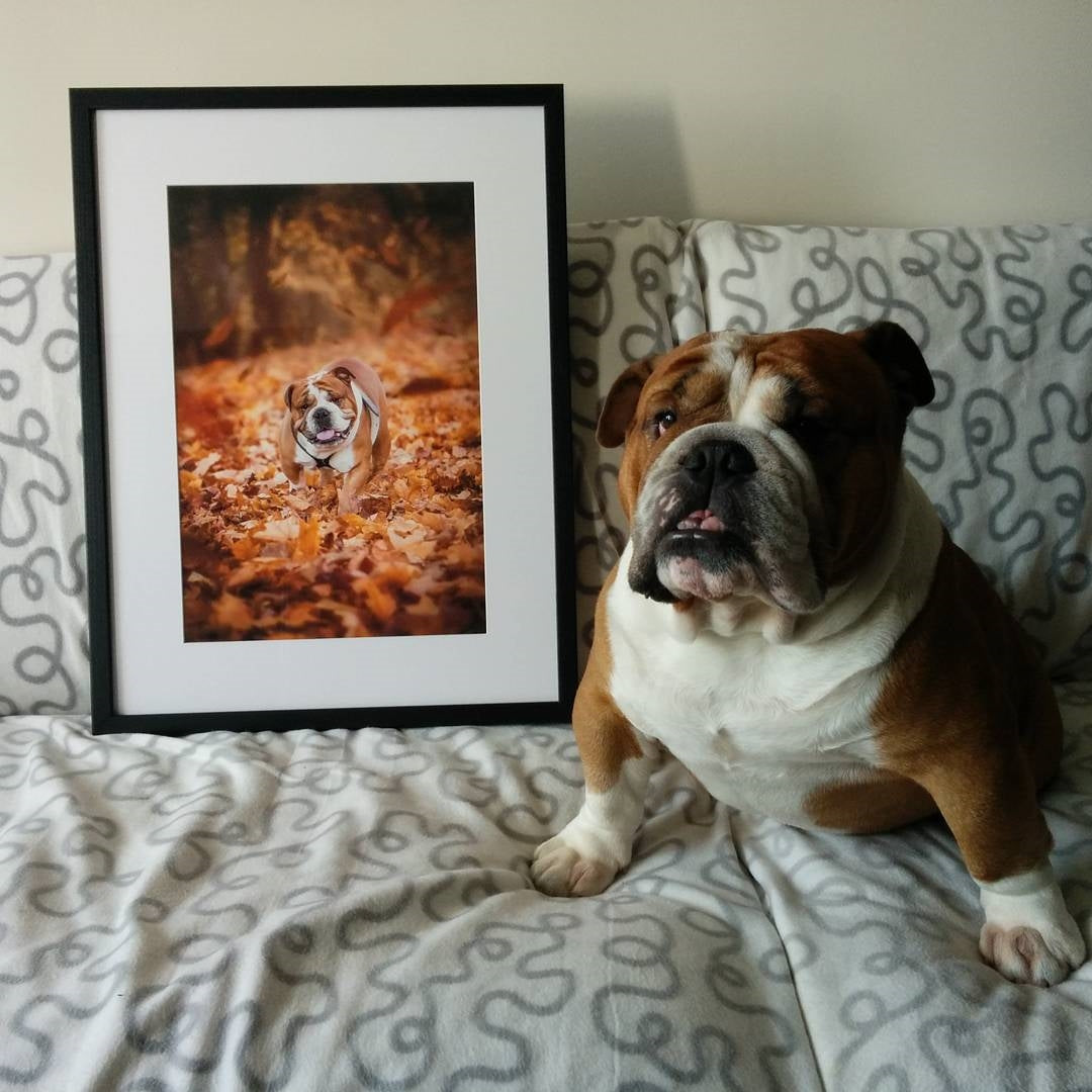 Framed Photo of English Bulldog with Dog Posing Beside Print