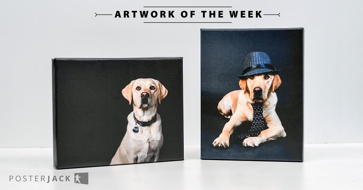 Canvas Prints of Assistant Dogs Dressed Up