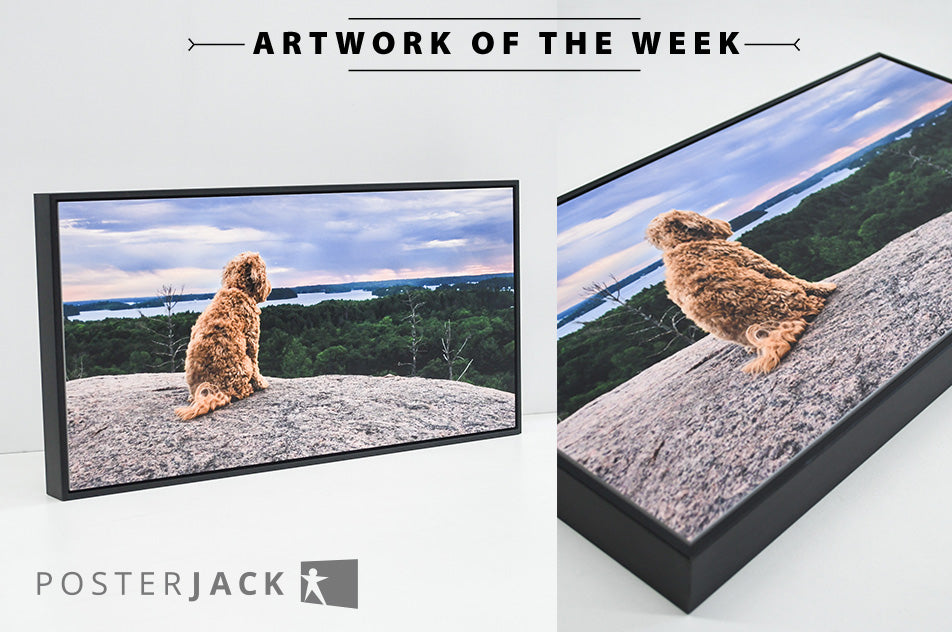 Outdoor Dog Photo Printed on Posterjack Gallery Box