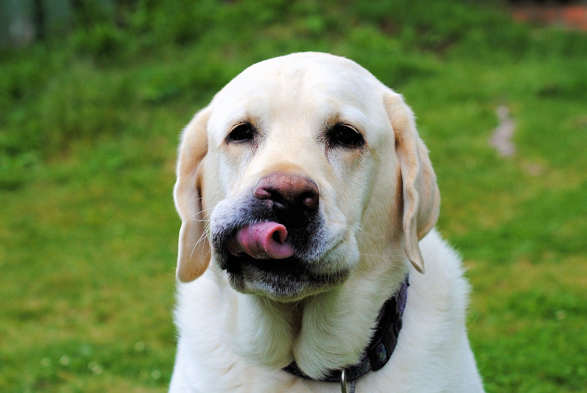 Animal photography tips - photo of a yellow Labrador dog with his tongue sticking out