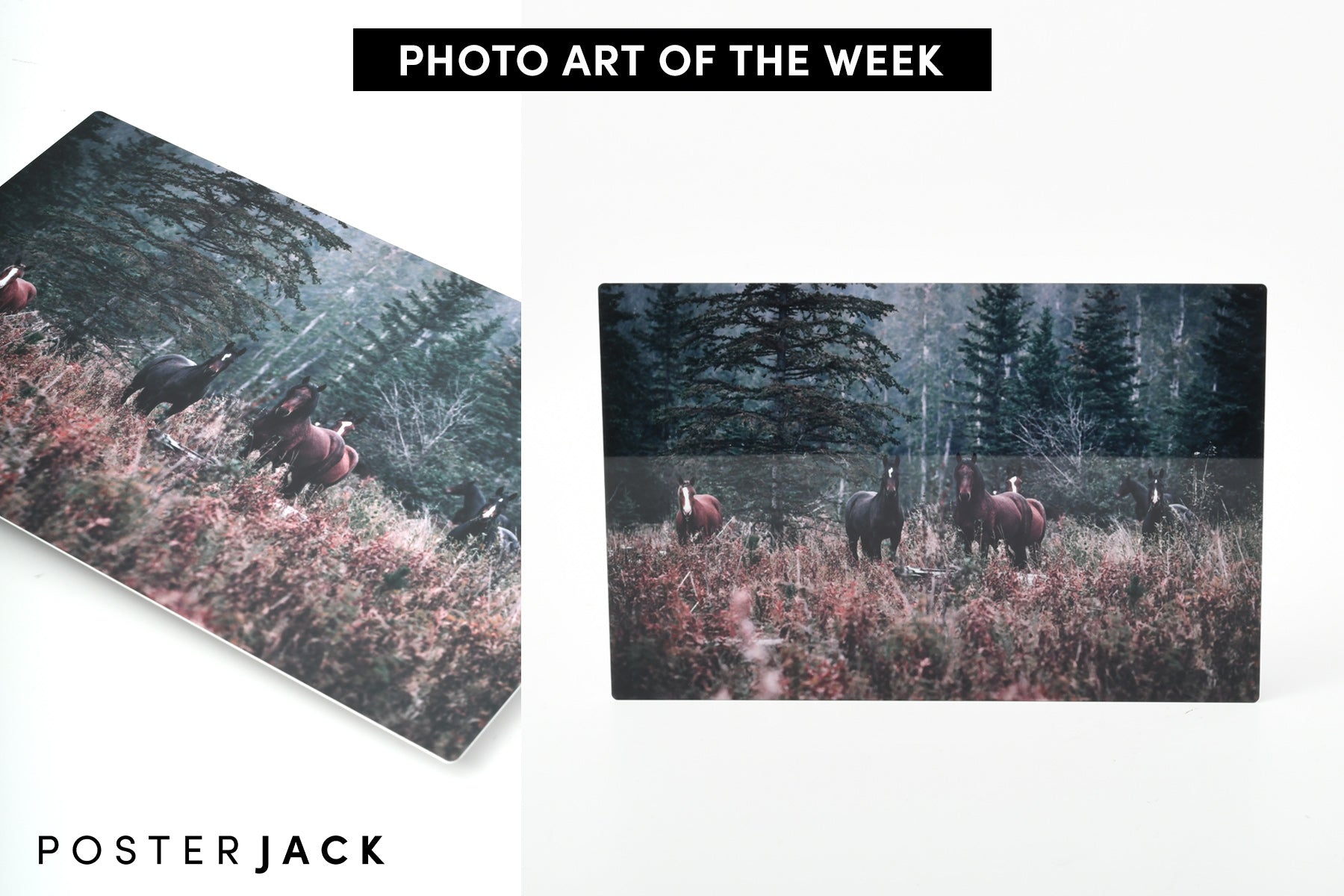 Wild Horses HD Metal Print - Posterjack Canada Photo Art of the Week