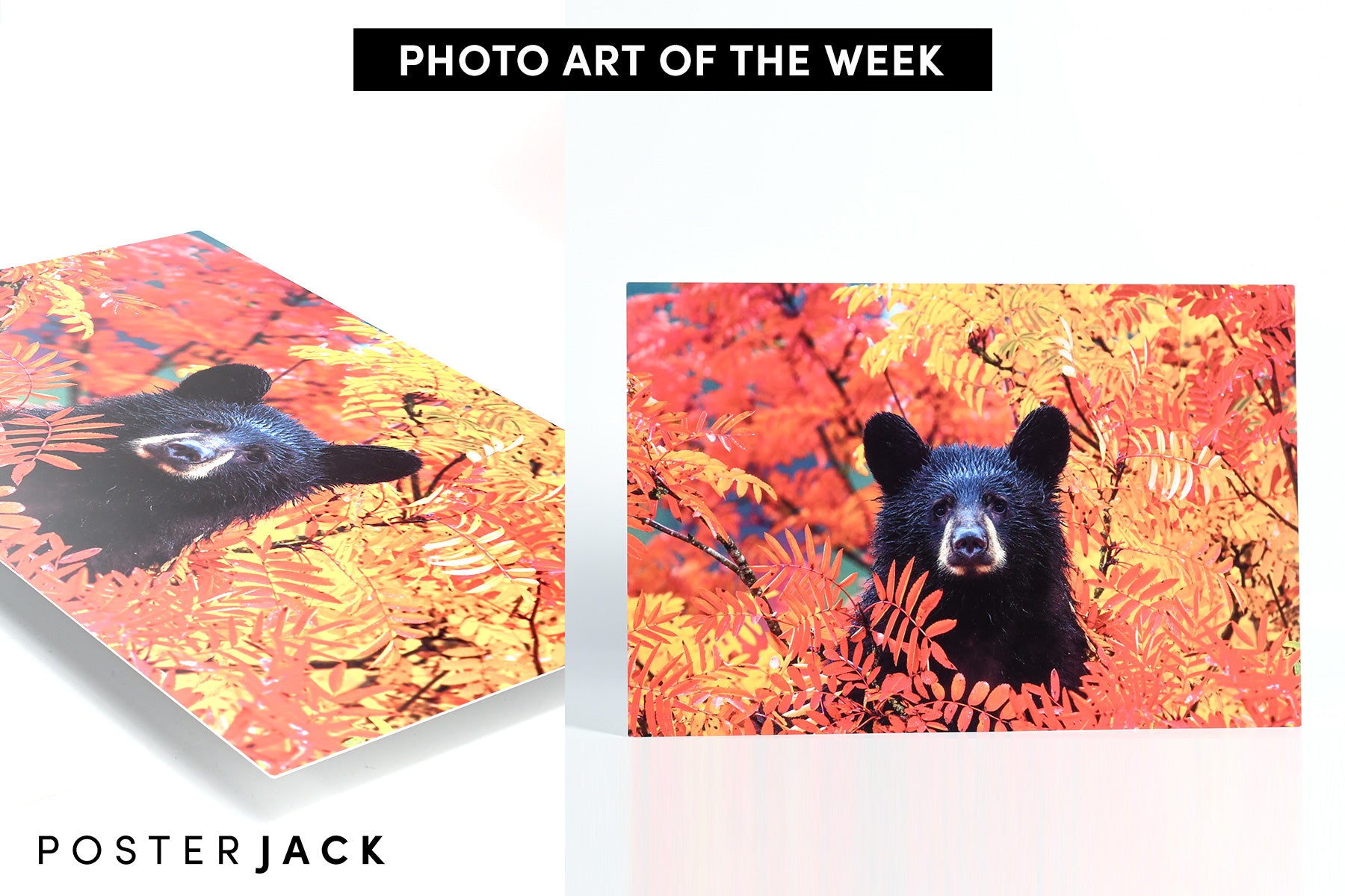 Autumn Bear Cub Photo by Matthew Timmins Photography - HD Metal Print