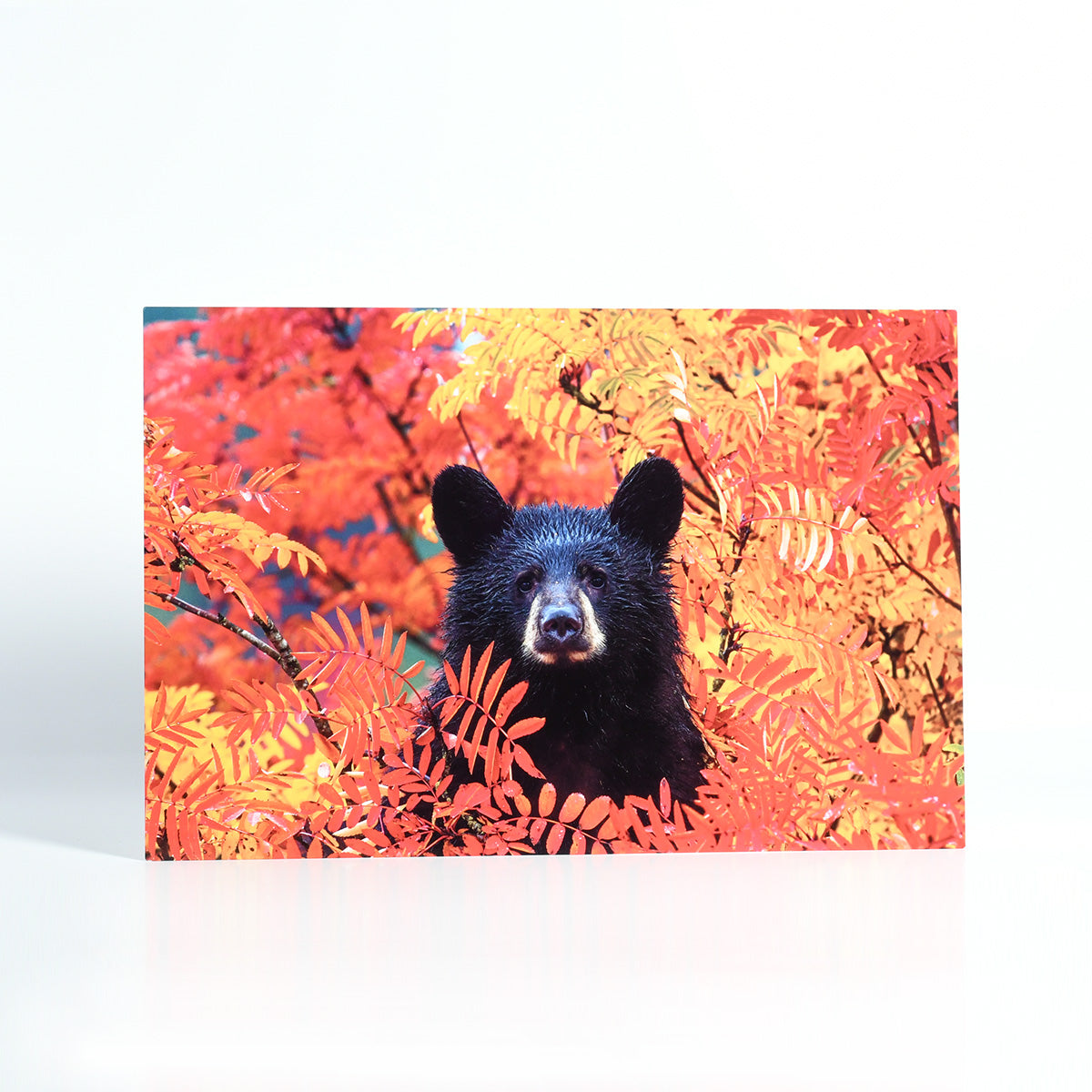 Stunning Photo of a Bear Cub in Autumn Leaves Printed on Metal