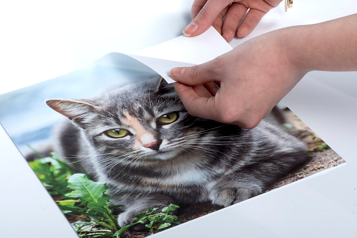 Personalized Peel & Stick Wall Decal - Photo of a Cat
