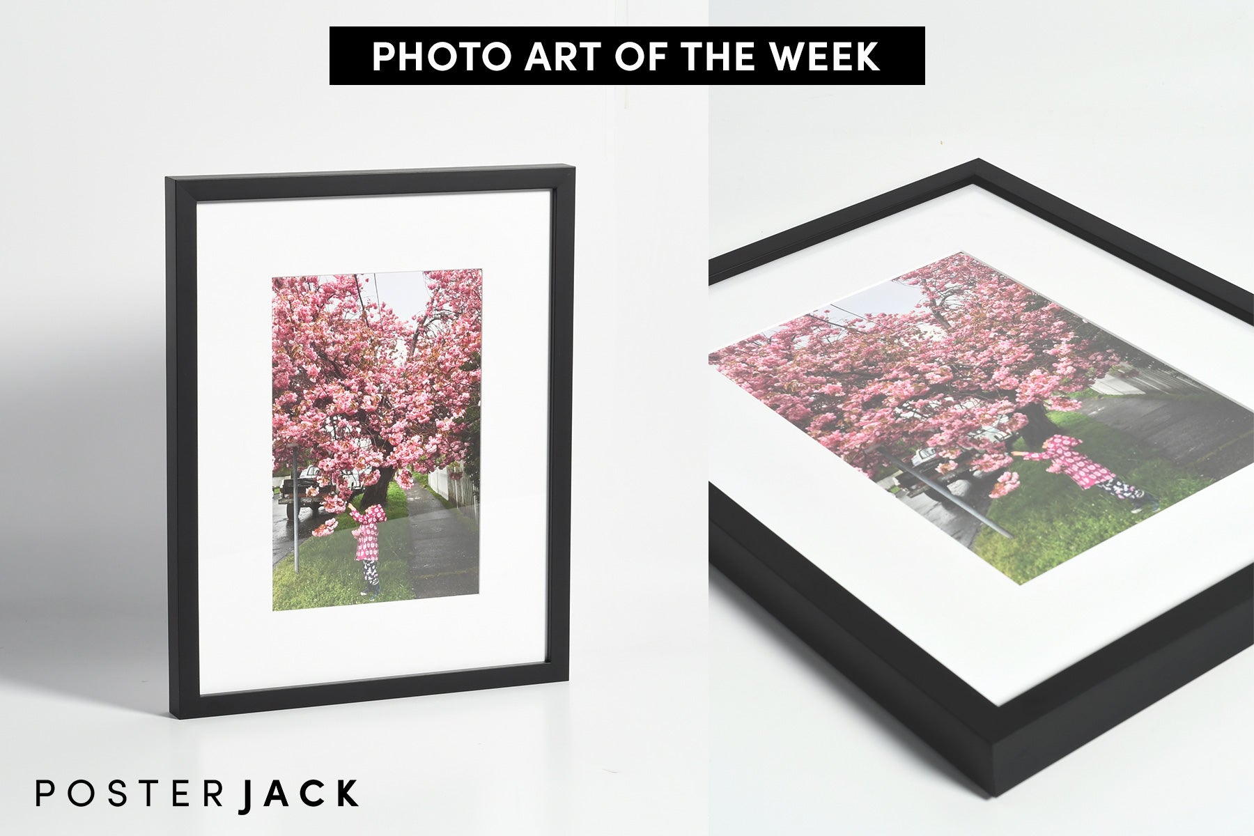 Posterjack Framed Print Photo of Little Girl and Cherry Tree Blossoms in Victoria, BC, Canada