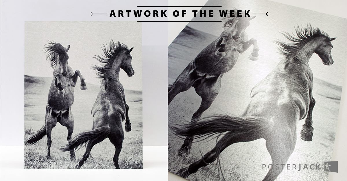 Photo of Horses Printed on Metal