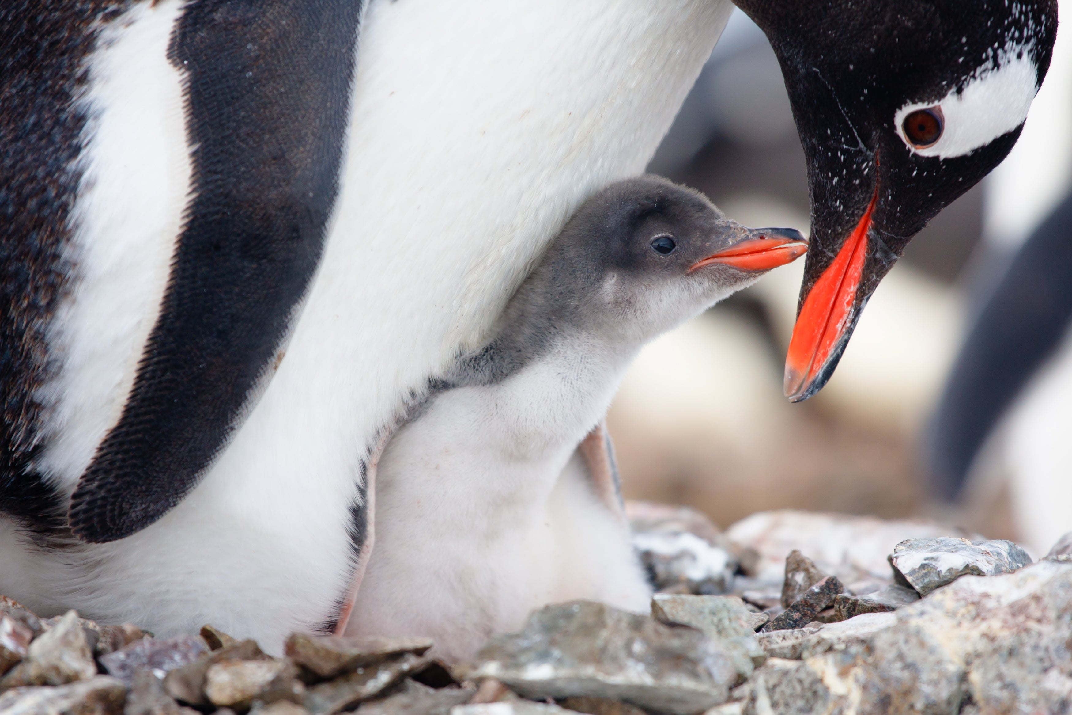 Baby penguin tucked in close to its parent