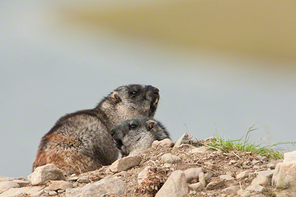 Alaska marmot photo captured by wildlife photographer Moose Peterson