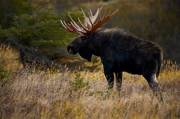 Alaska moose photo captured by Moose Peterson Photography