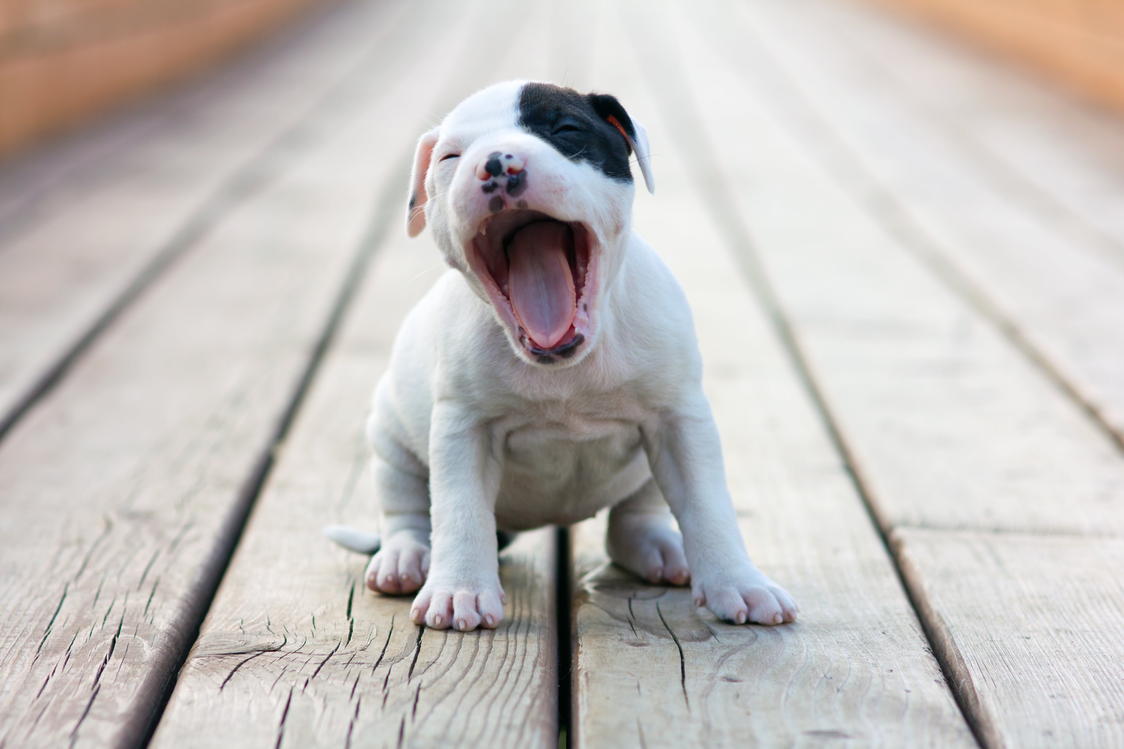 Adorable puppy yawning
