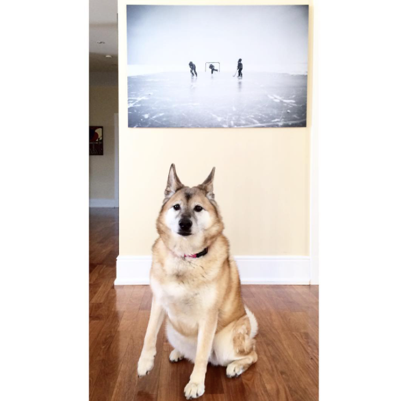 Dog-approved and designer-approve Posterjack photo art of winter ice hockey scene