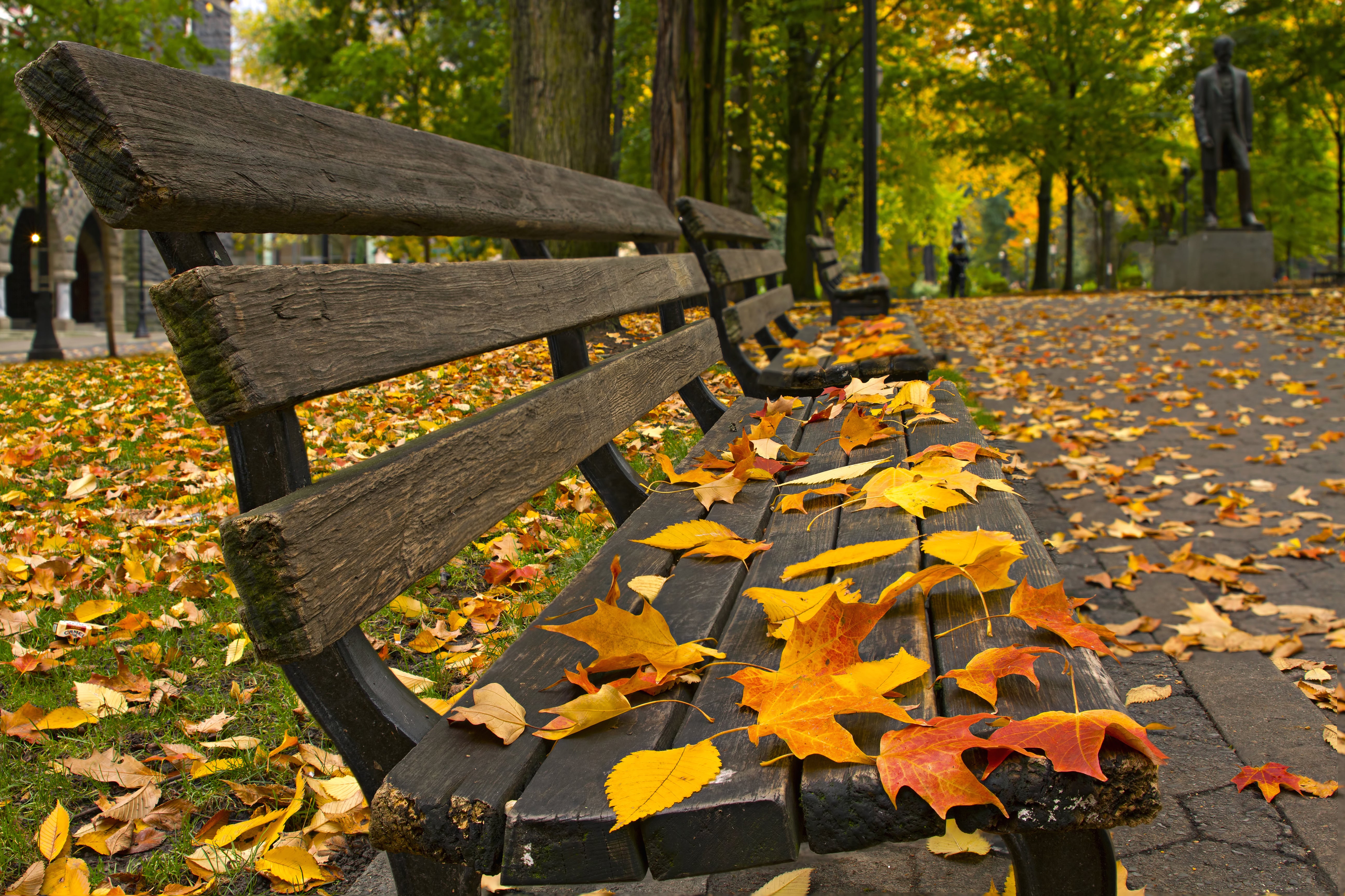 Autumn leaves on a park bench