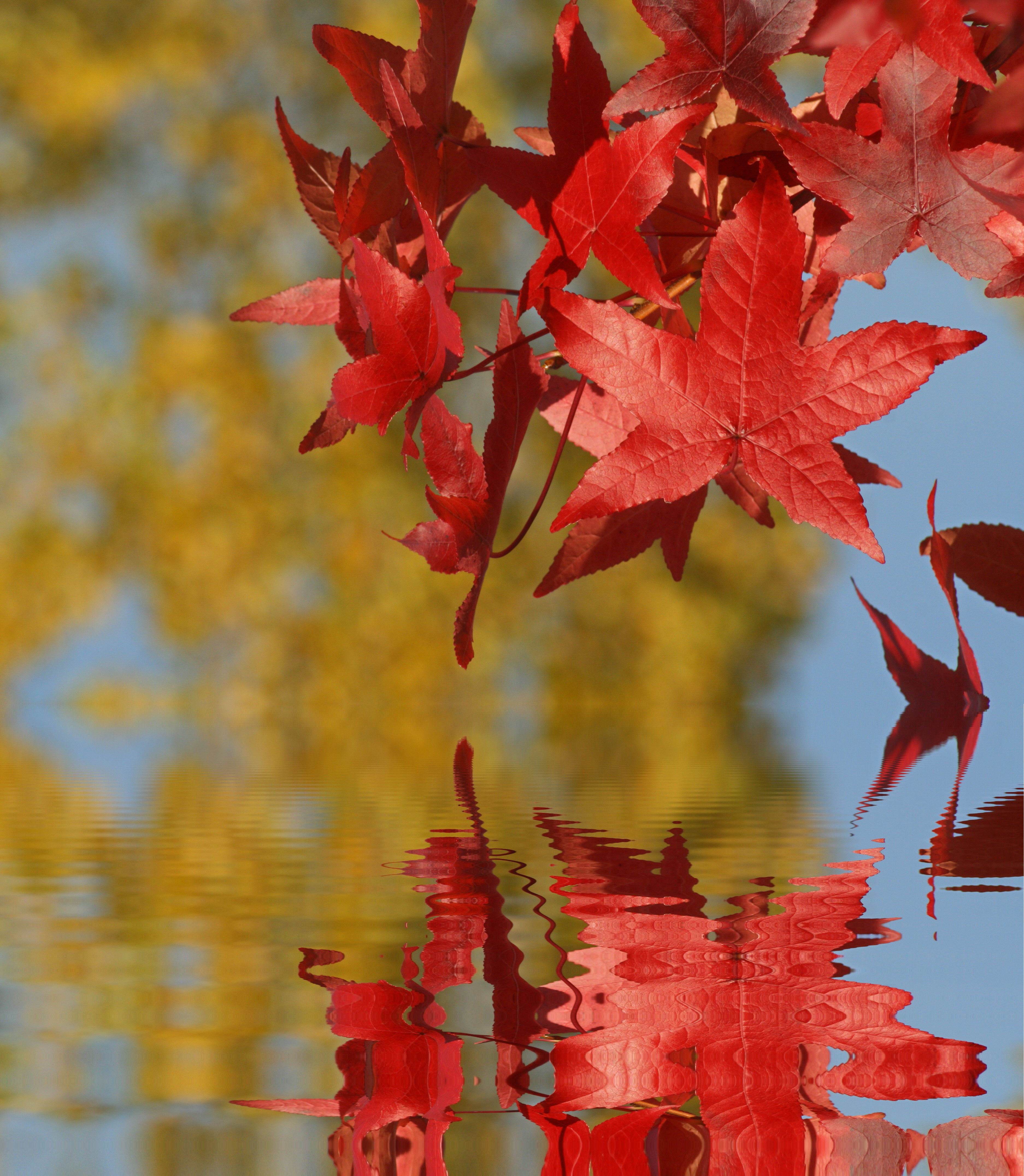 Autumn photo of bright red maple leaves and their reflection in the water