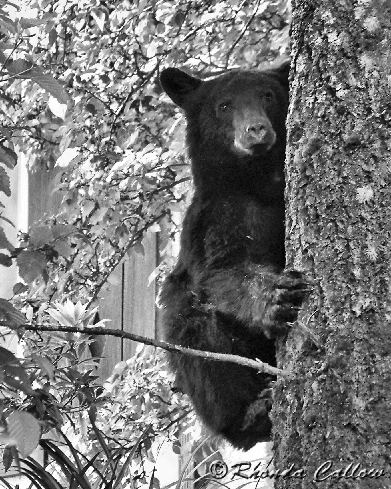 Black bear cub in a tree in Gold River, BC, Canada