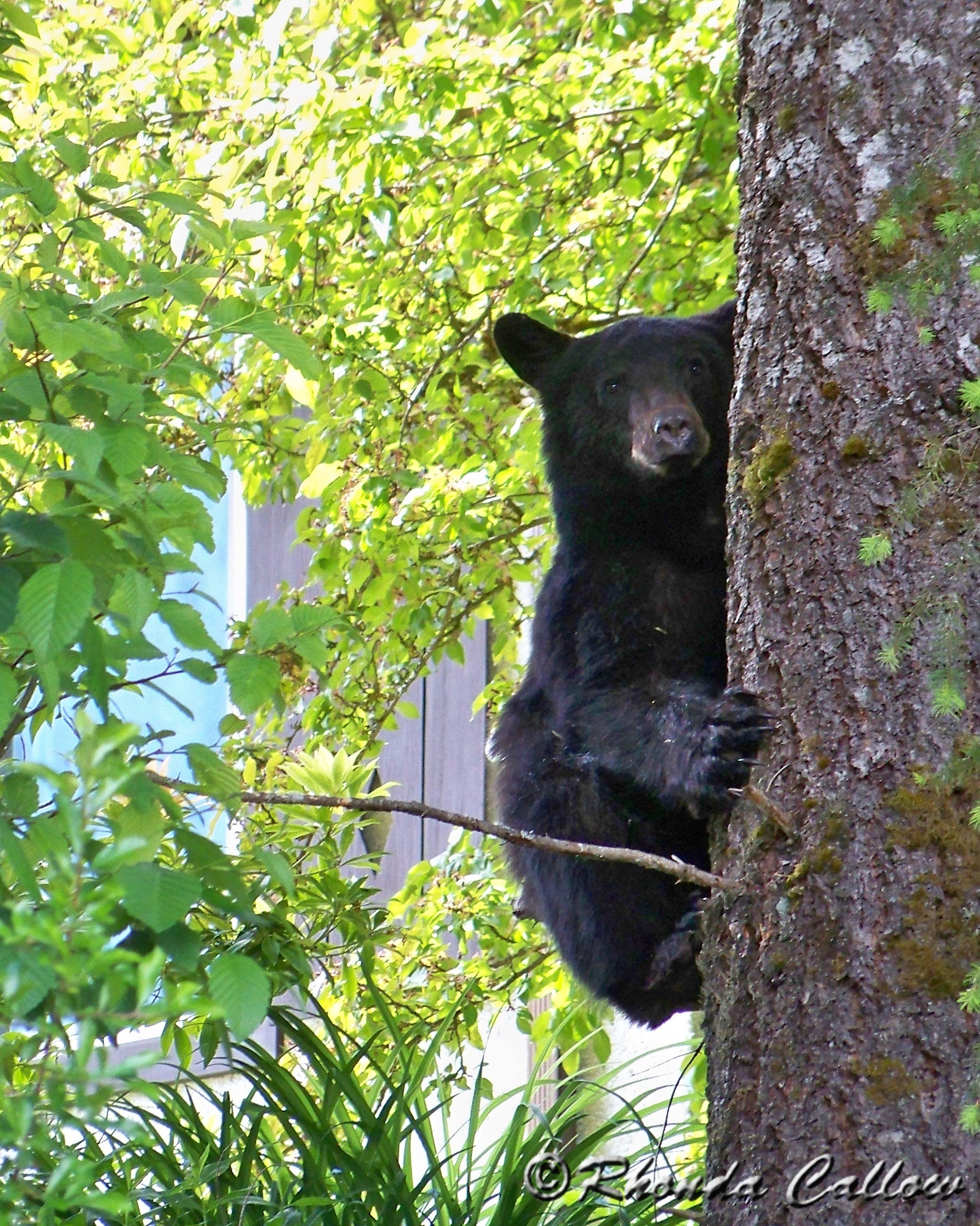 Young black bear in a tree in Gold River, BC, Canada