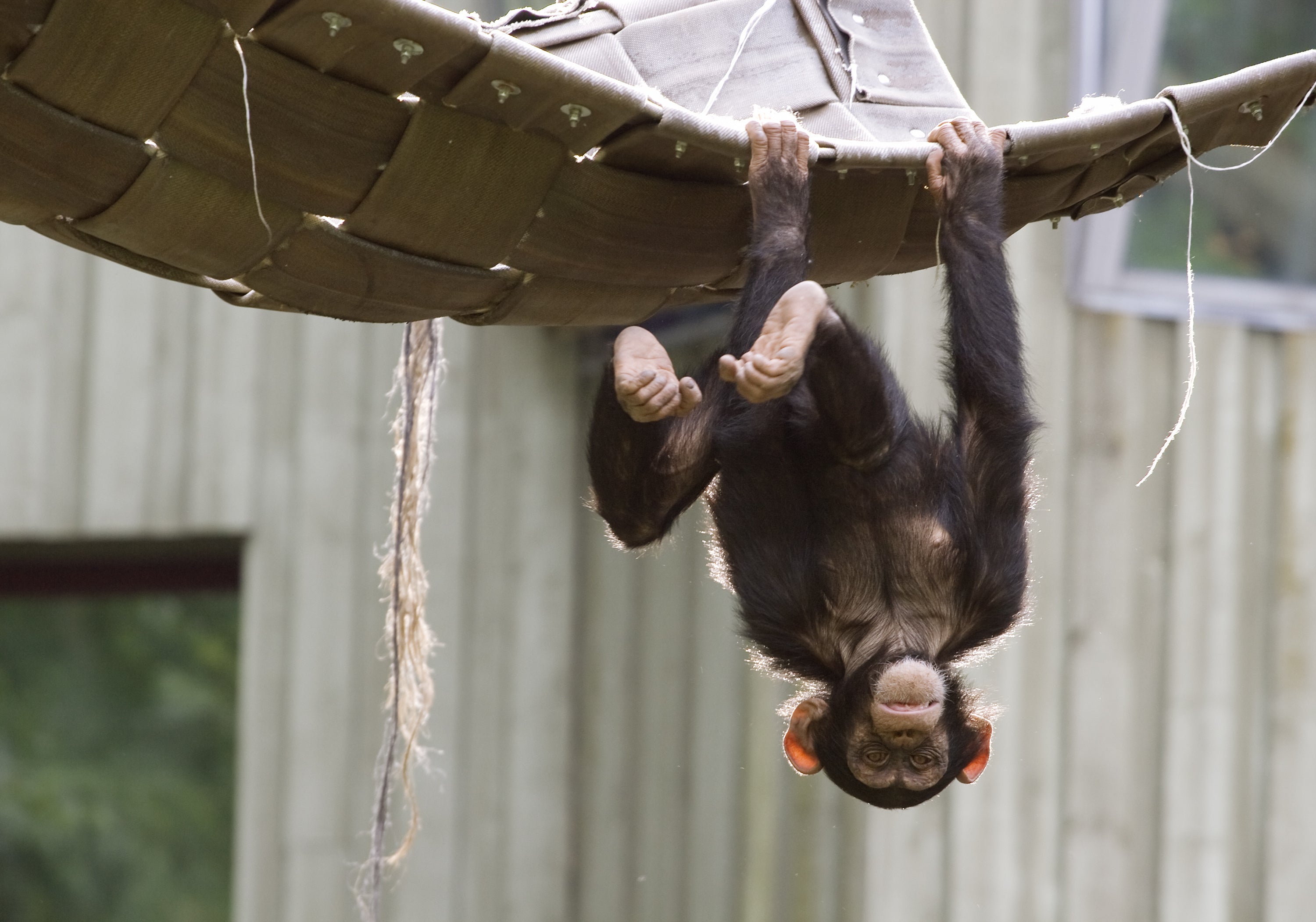 Baby chimpanzee playing and hanging upside-down 