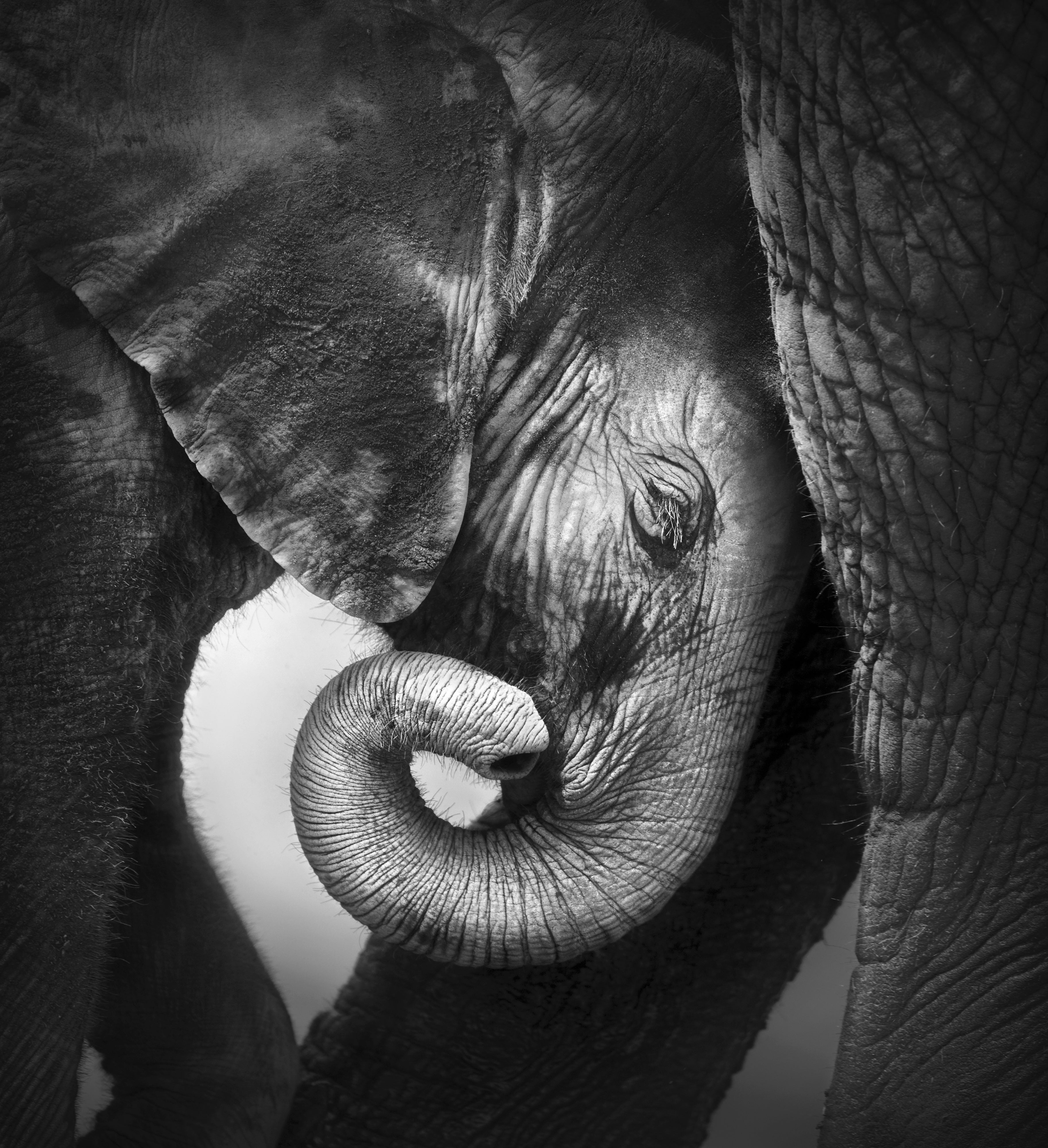 Black and white photo of baby elephant
