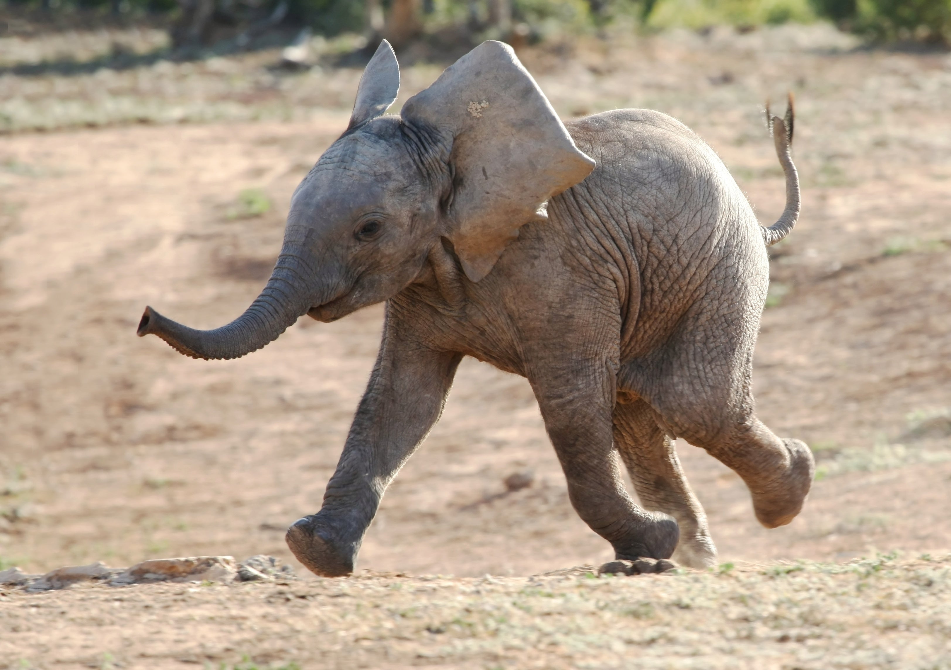 Baby elephant running and playing