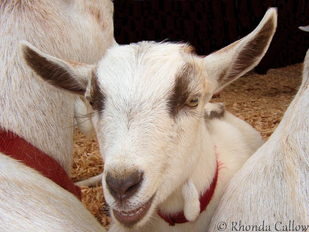Baby goat at the Beacon Hill Park Petting Zoo in Victoria, BC, Canada