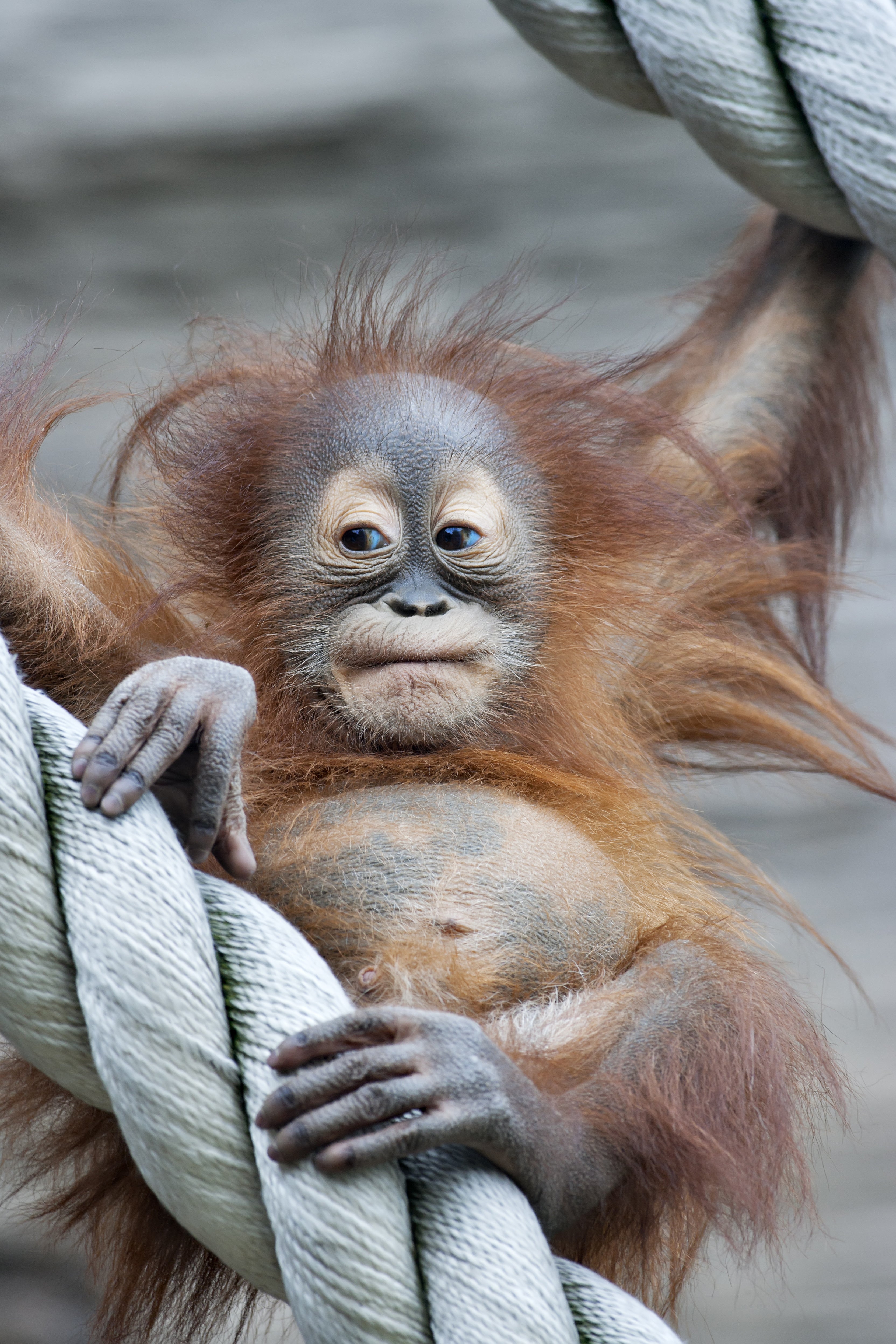 Baby orangutan hanging out