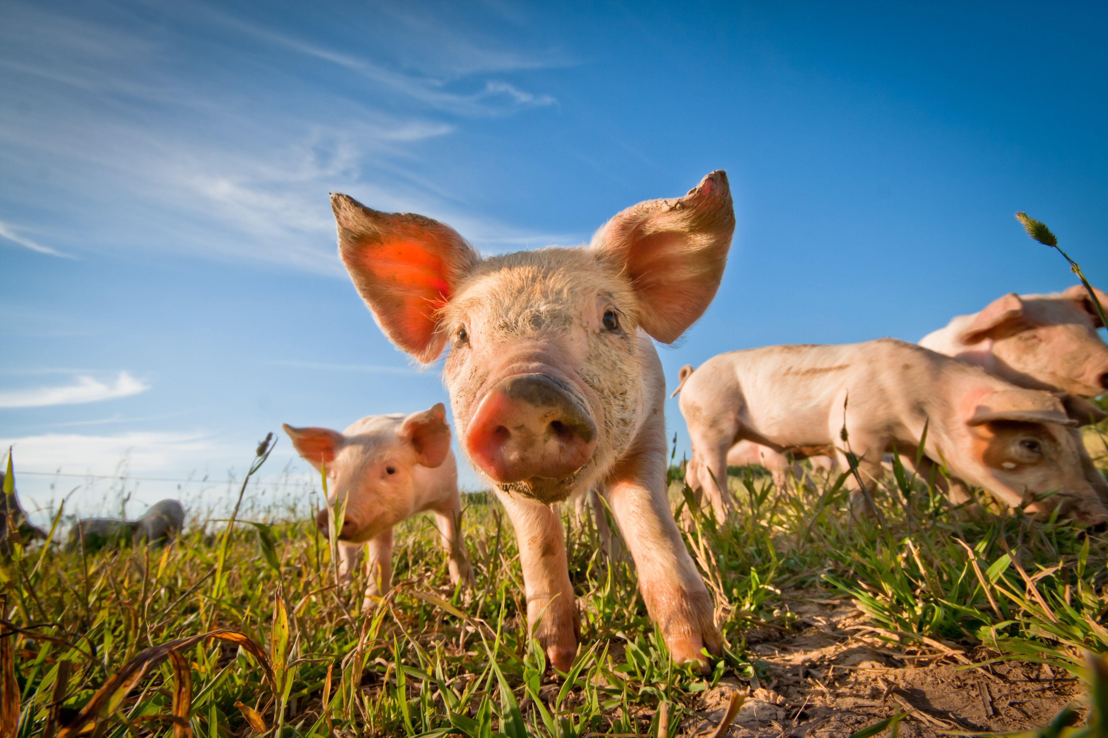 Adorable photo of baby piglets 