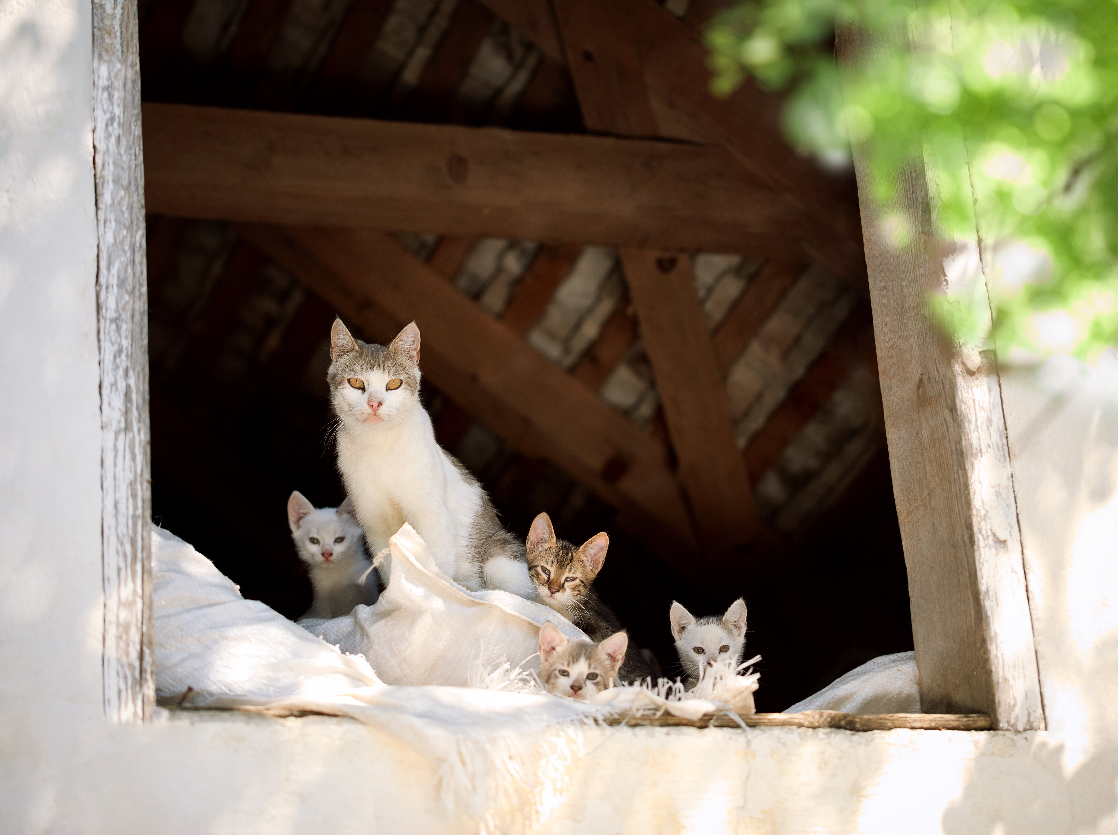 Barn cat and kittens