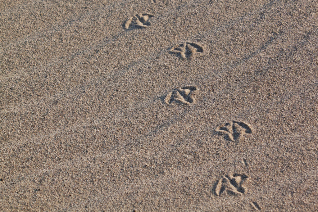 Close-up photo of bird tracks in the sand at the beach