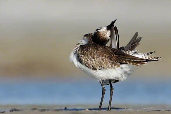 Black-bellied plover photo captured by wildlife photographer Moose Peterson