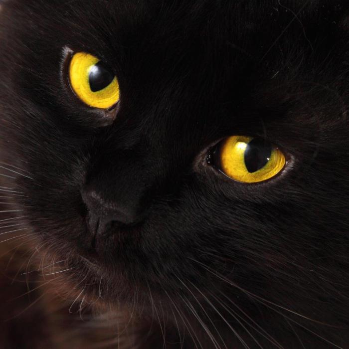 Close-up photo of a black cat with yellow eyes