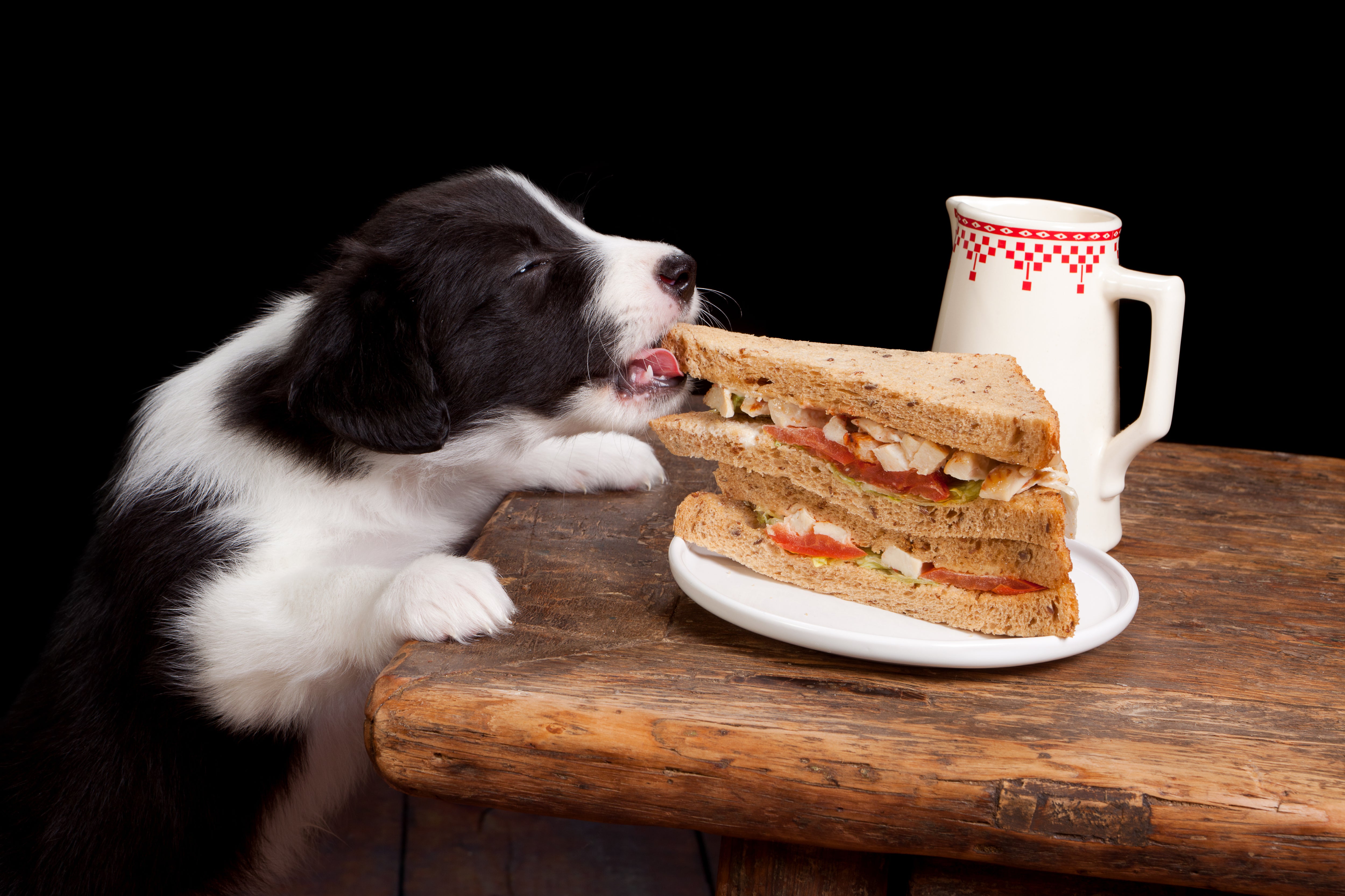 Puppy stealing a sandwich from the table