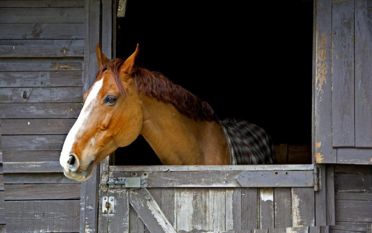A horse looking over a barn door - example of the rule of thirds in photography