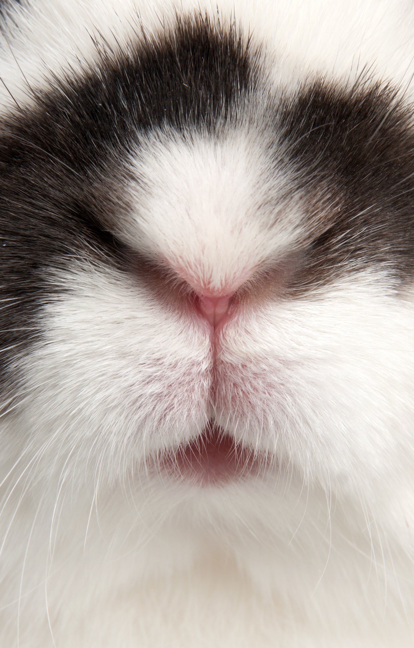 Close-up macro photo of baby bunny nose and mouth