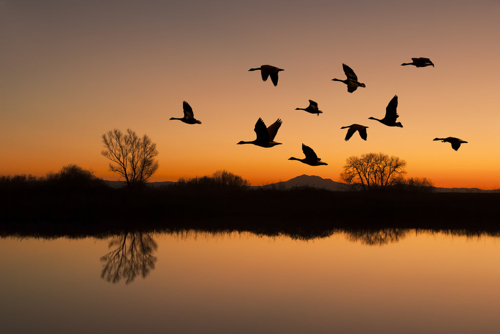 Canadian geese flying over horizon at sunset 