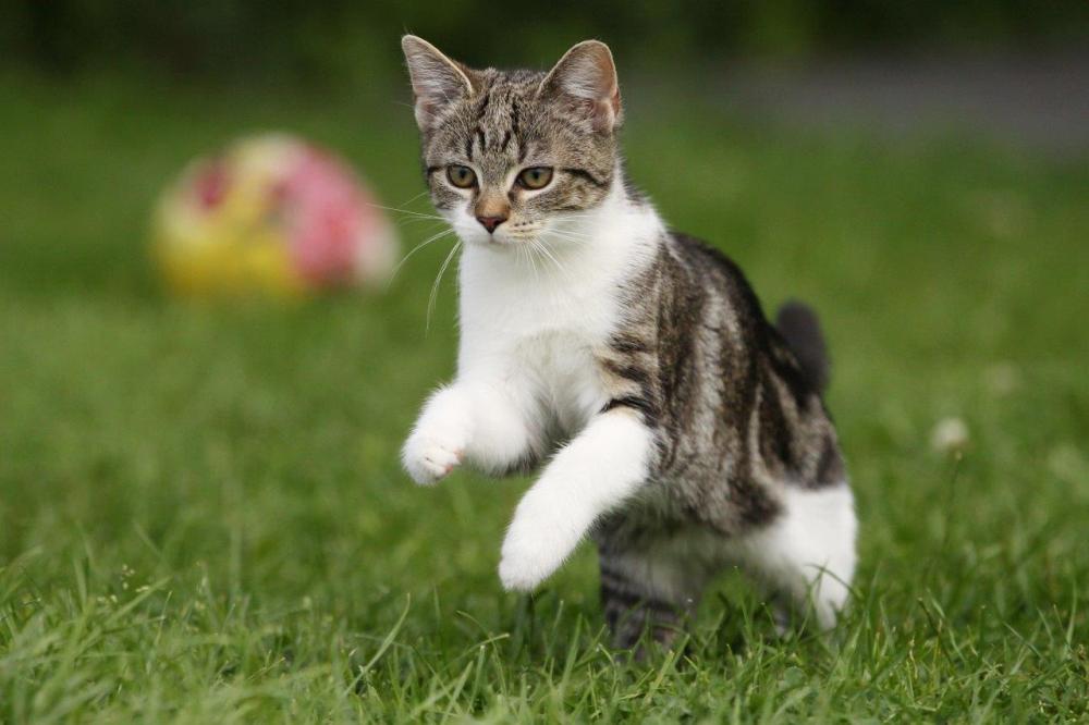 Photo of a young cat jumping and playing outside in the grass