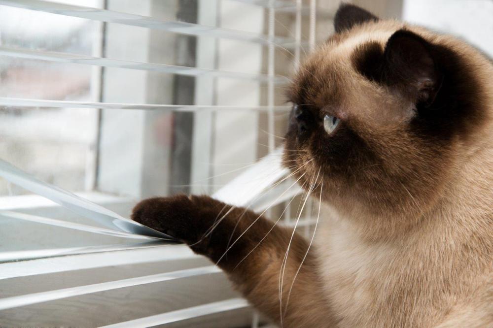 Photo of an indoor cat looking outside with its paw pulling the window blinds down