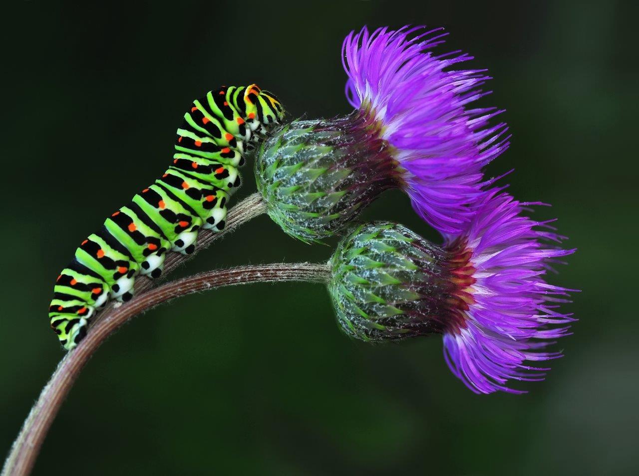 Close-up of a green caterpillar on purple flowers - using your camera's macro scene mode setting