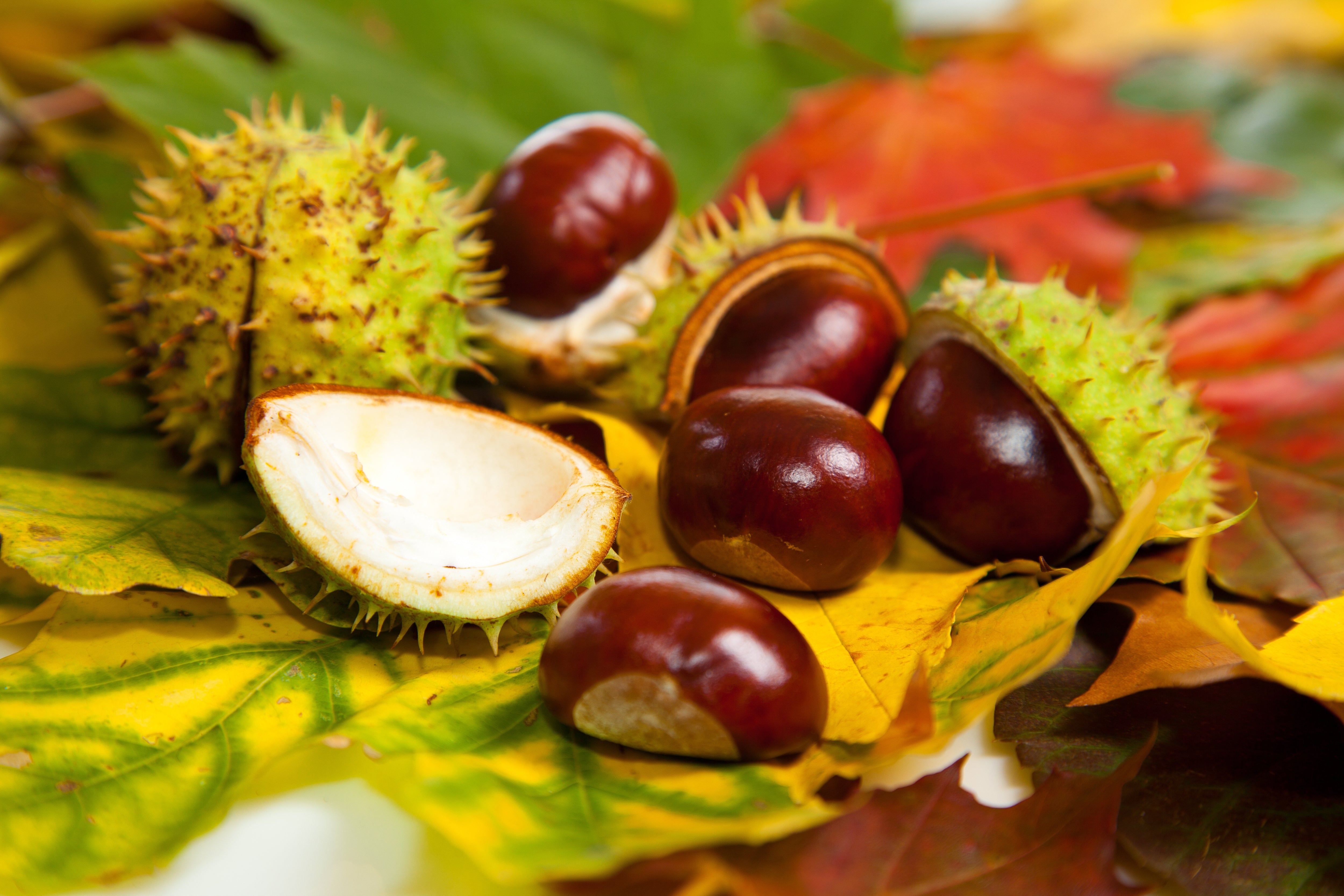 Fall photo of chestnuts