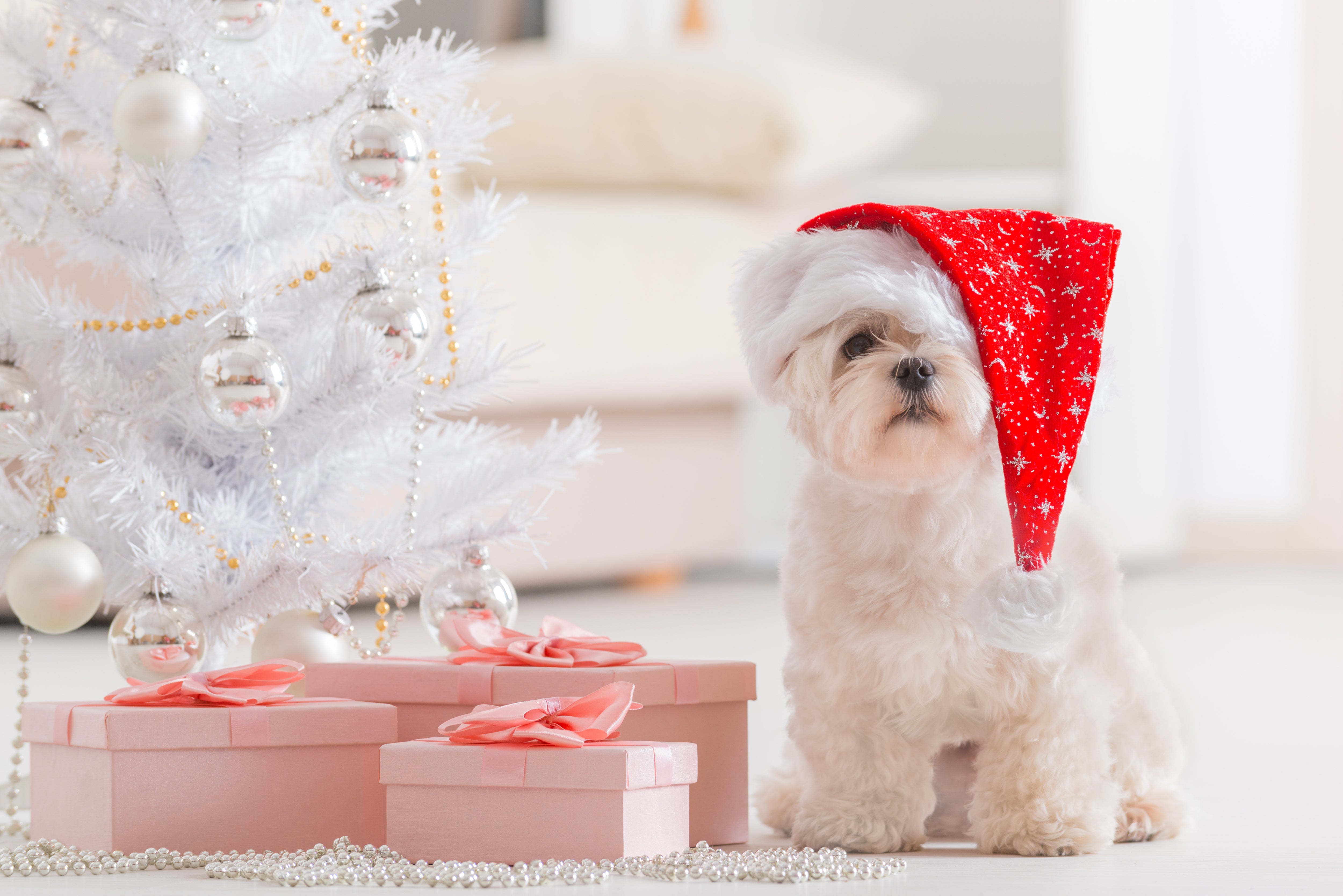 Small white dog wearing a red Santa hat with gifts and a white Christmas tree - holiday photography example