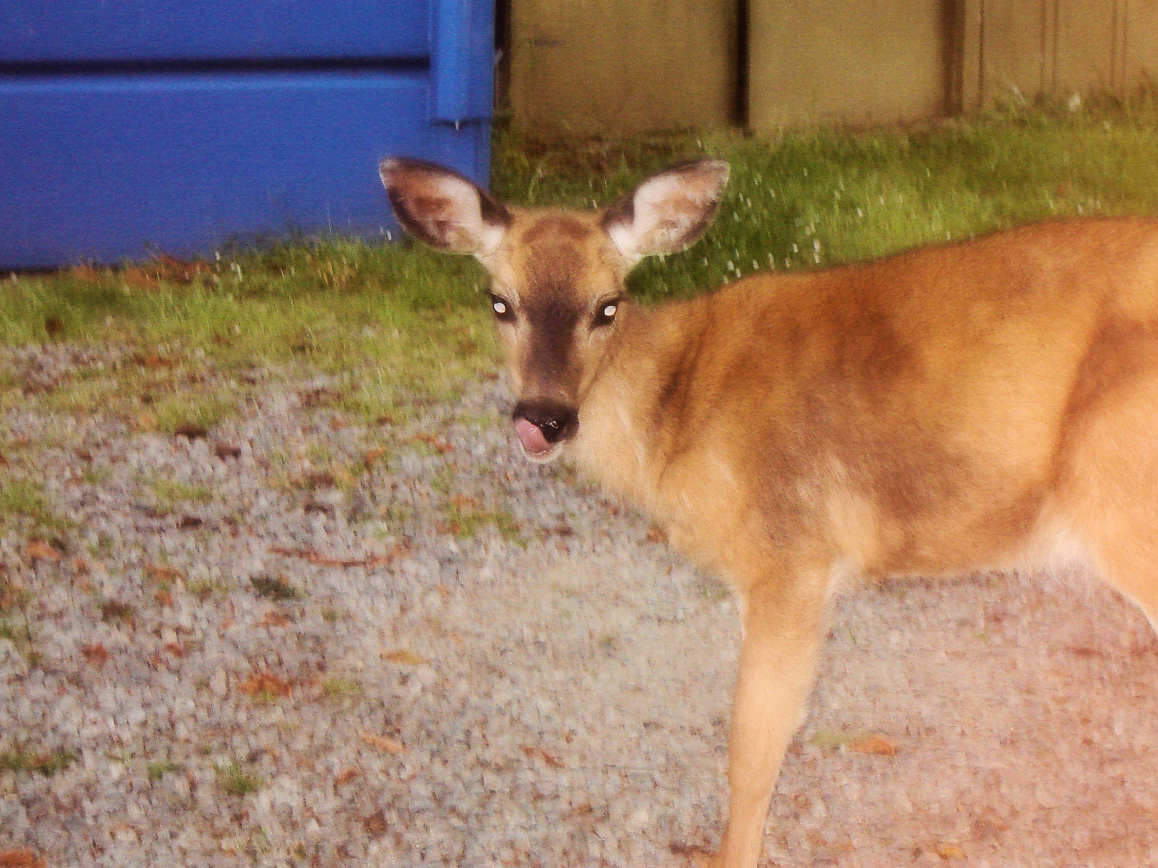 Photo of a deer with its tongue sticking out