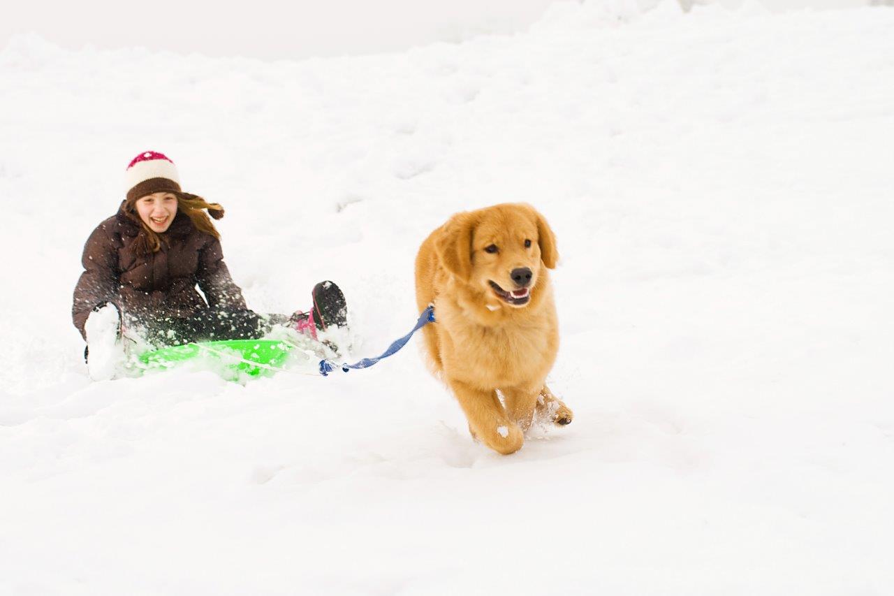 Winter holiday photo of a dog running in the snow pulling a sled with a child on it